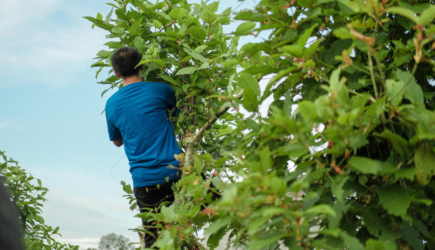 Wissenswertes über Kratom